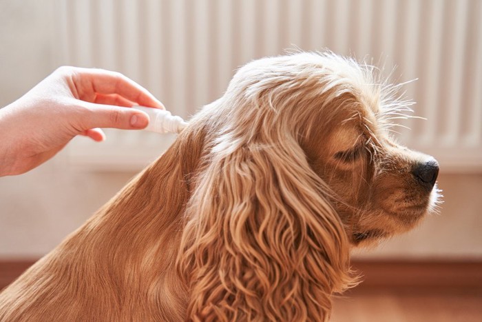 虫よけ薬をつけられている犬