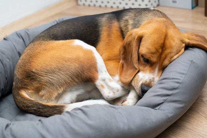 犬用のベッドで眠るビーグル犬