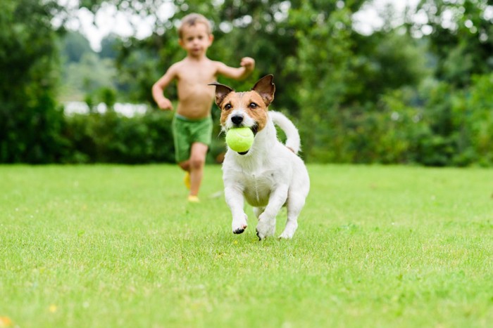 女の子と遊ぶ犬