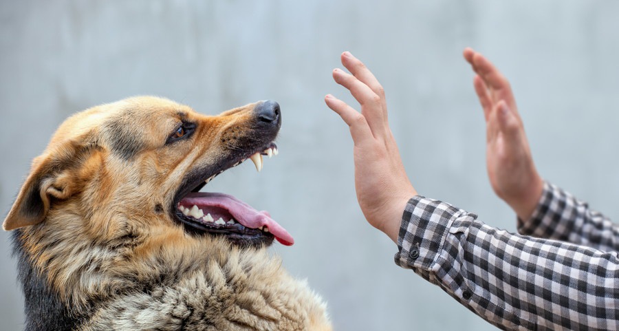 威嚇する犬をガードする手