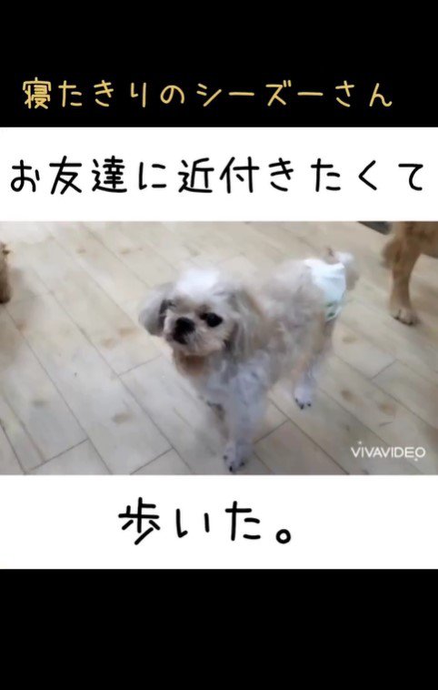 老犬たちが起こす奇跡5