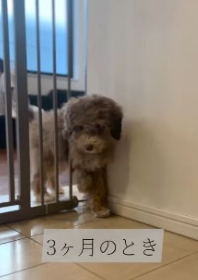 ゲートをすり抜けるマフィンくん2