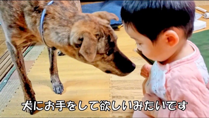 赤ちゃんの手を見つめる犬