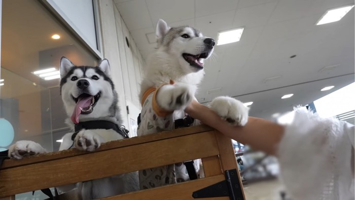 カートに乗る2匹の犬