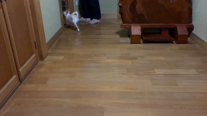 飼い主さんを置いて部屋の中へ