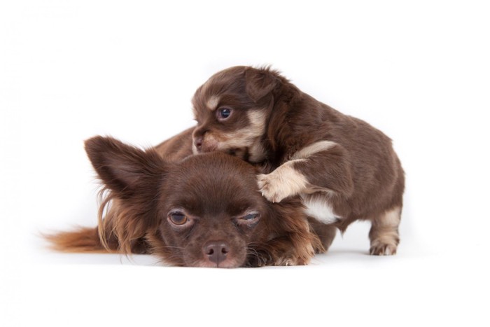 伏せている母犬にじゃれつくチワワの子犬