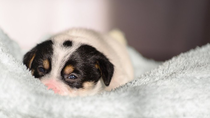 タオルの上で眠そうな子犬