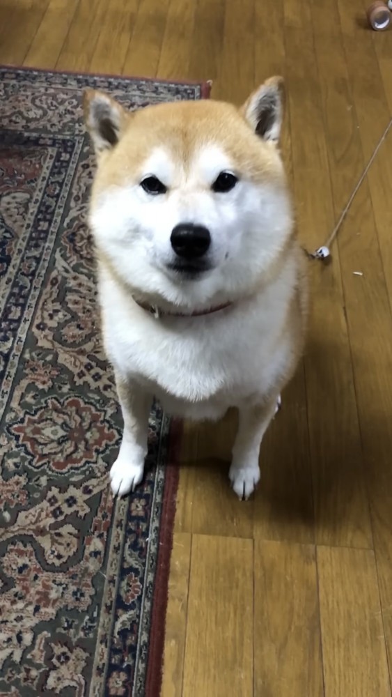 キラキラした目をする犬