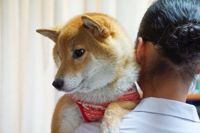 肩越しに抱っこされる柴犬