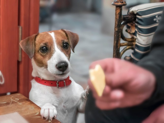 チーズを欲しがる犬