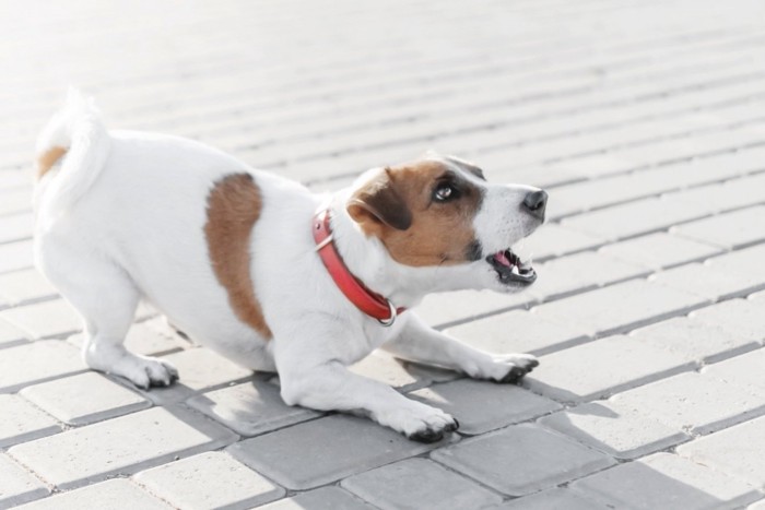 吠える犬