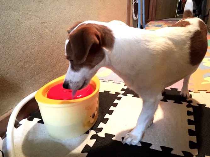 自動給水器で飲む犬