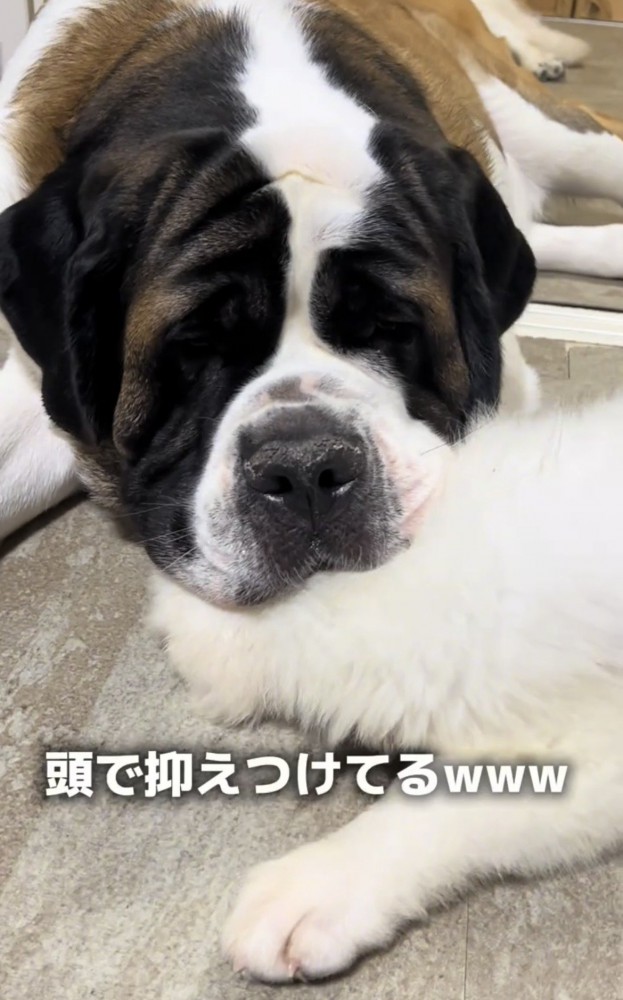 子犬の上に頭を乗せる大型犬