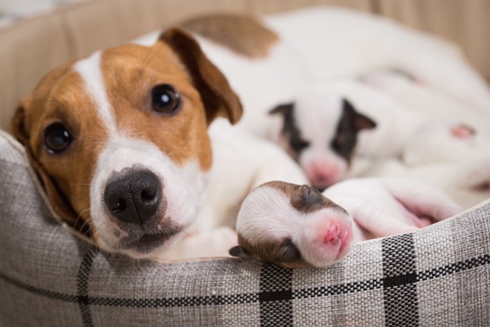 犬用ベッドでくつろぐ母犬と子犬