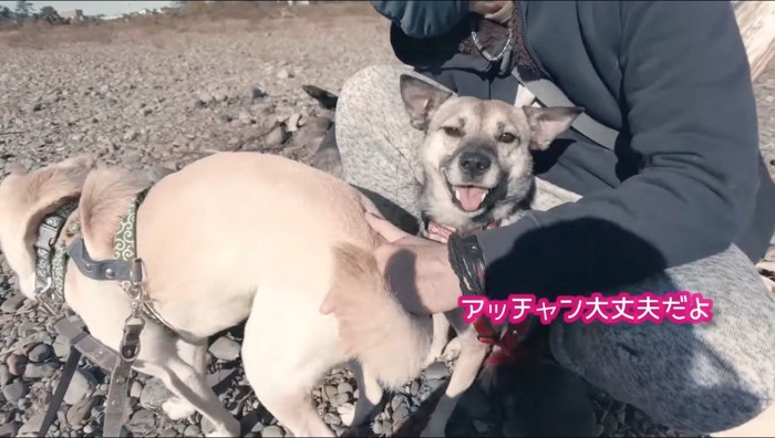 男性の足元に座る犬