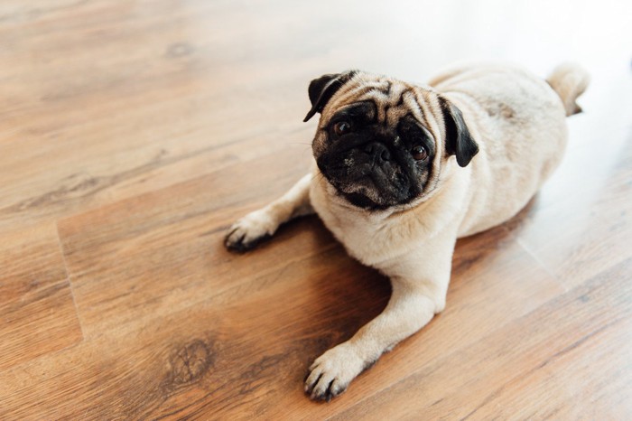 フローリングでお座りしている犬