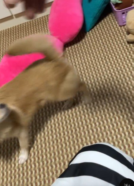 家族としてお迎えすることに