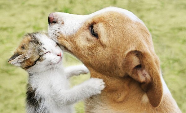 仲の良い子犬と子猫