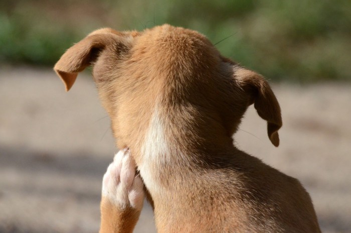 首各犬の後ろ姿