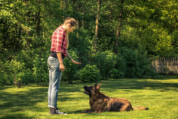 飼い主の指示を待つトレーニング中の犬