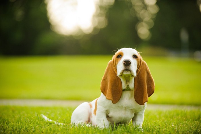 バセットハウンドの子犬