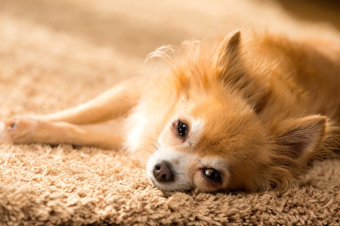 カーペットの上で眠そうな老犬