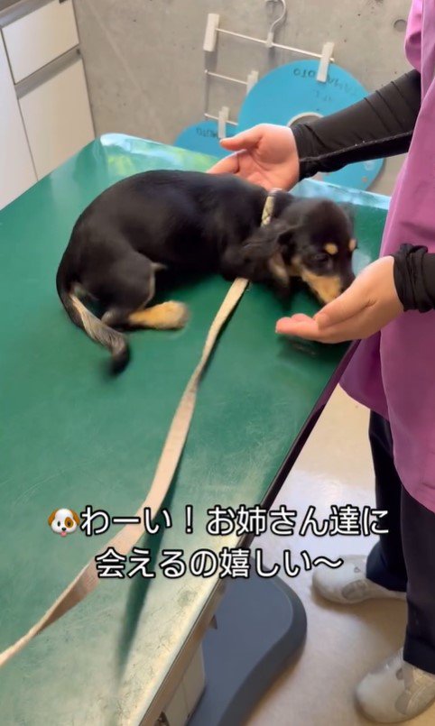 動物病院にきたこむぎちゃん2