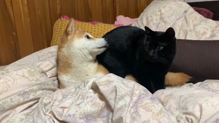 ももちゃんの背中に腰掛ける天くん