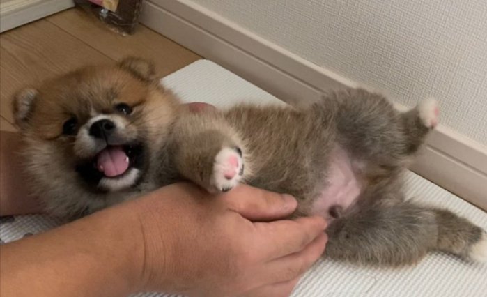 丸い