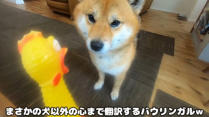 鶏のおもちゃと犬