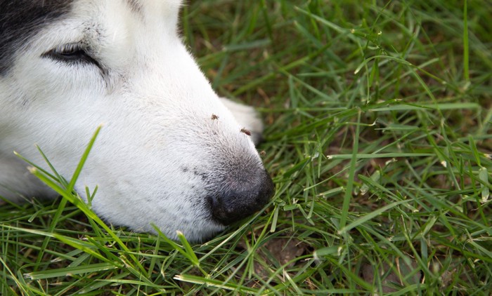 犬の鼻先に止まっている蚊