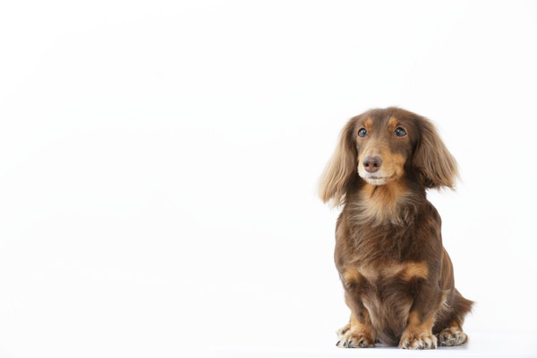 ポツンと座る犬