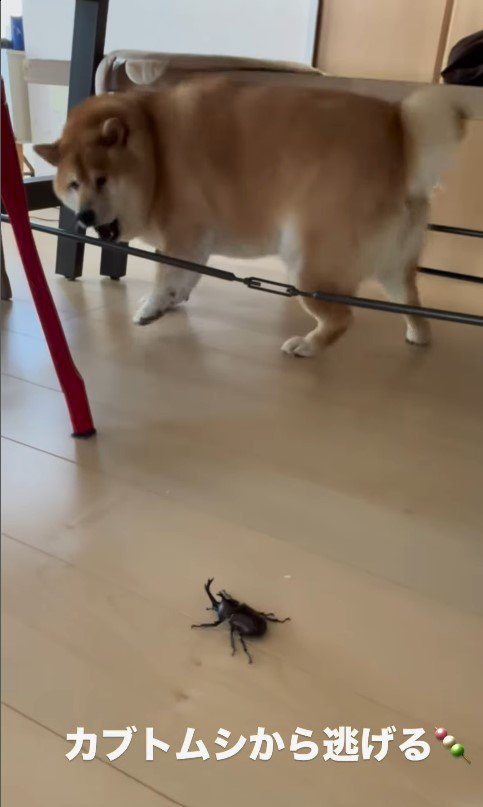 カブトムシを見た時のだんごちゃん9