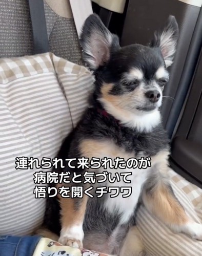 目を細めて座る犬