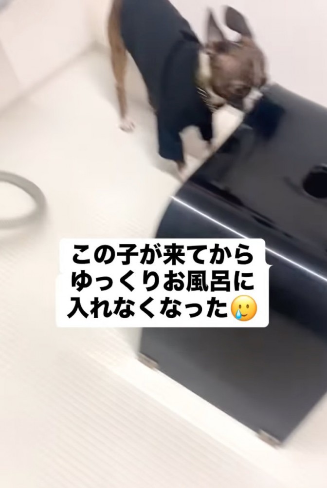 お風呂場に入る犬