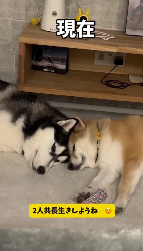頭をくっつけて眠るハスキー犬と柴犬