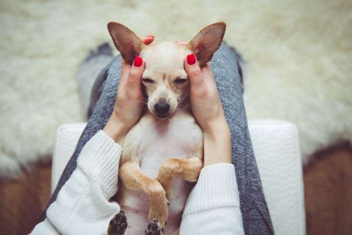 飼い主さんの膝の上で寝る犬