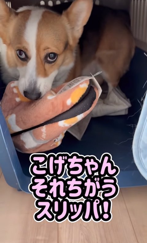 スリッパを離さない中型犬