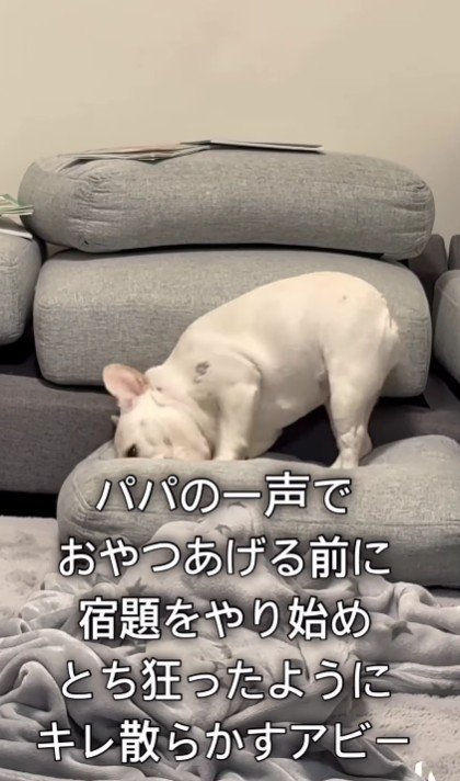 取り乱すアビーちゃん