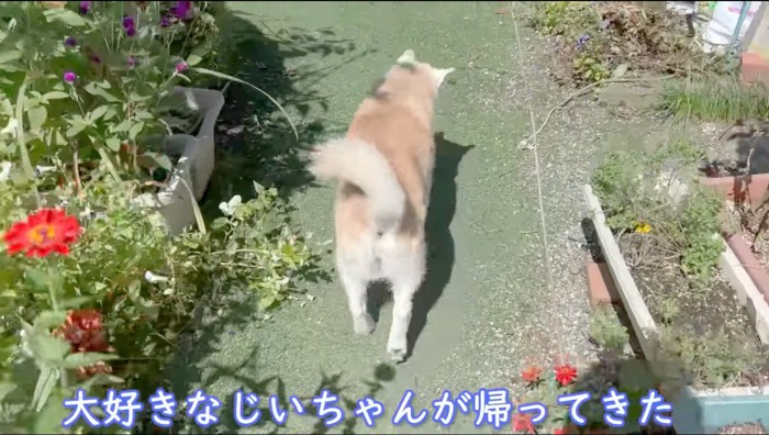 庭を歩く犬