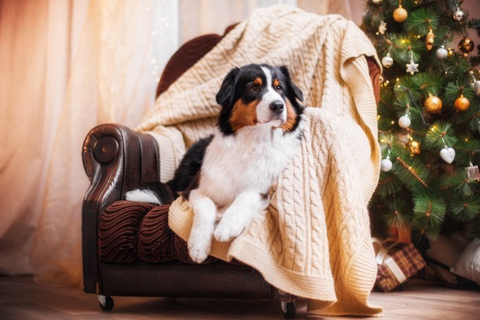 椅子でくつろぐ犬