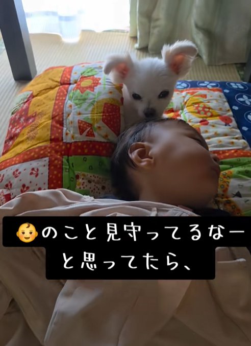 眠る赤ちゃんに寄り添う小型犬