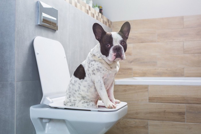 人間のトイレに座る犬