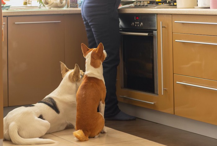 料理中の人の後ろで待つ犬たち