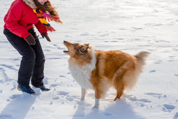 犬から吠えられる女性