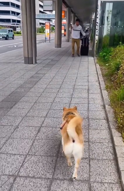 パパに気づいたこさめちゃん
