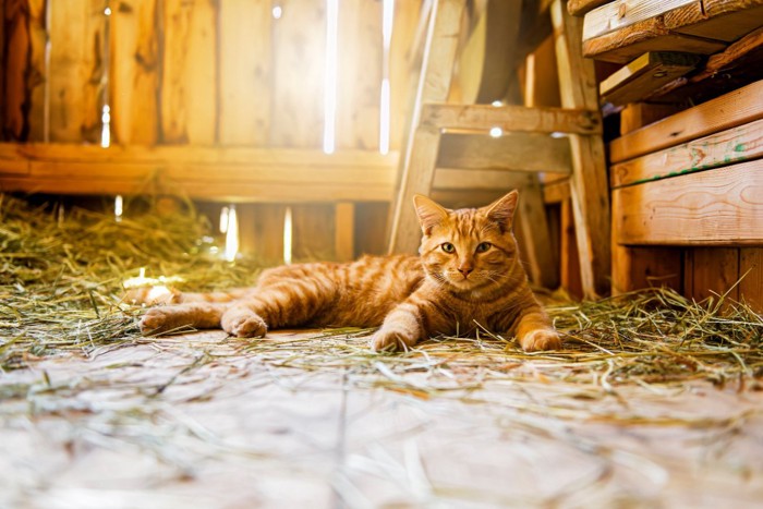 納屋の中に寝そべる猫