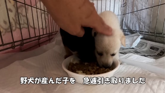 ご飯を食べる2匹の子犬