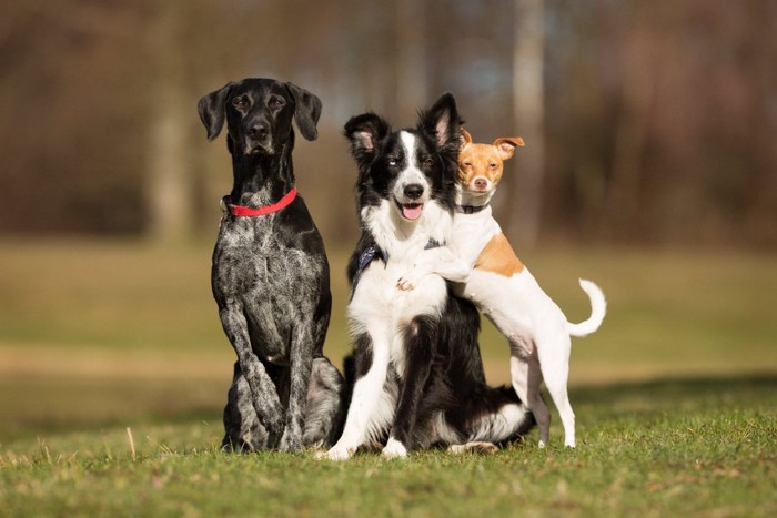 仲良く並ぶ3頭の犬