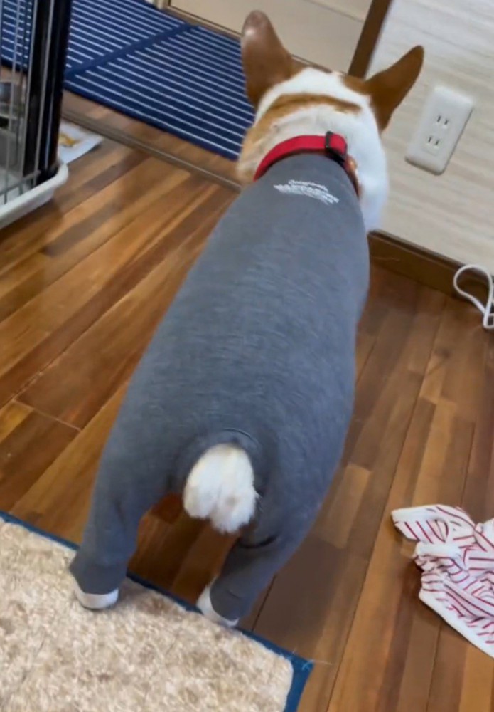 犬の毛量によってピチピチになったロンパース